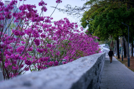 The cityscape of Dongguan, China in spring. The blooming Tabebuia impetiginosa.の写真素材