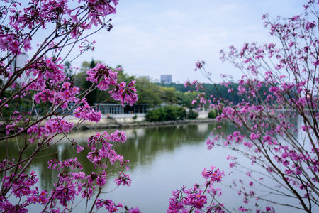 The blooming Tabebuia impetiginosa.