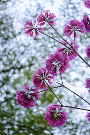 The flower in full bloom in spring.の写真素材