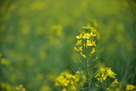 Rapeseed flowers in full bloom in the rural fields in spring.