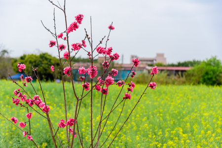 Pink peach blossoms are in full bloom in the rural countryside in spring.の写真素材