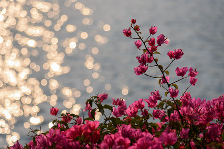 Blooming bougainvillea by the lakeside and sparkling light spots on the water surface. Spring...