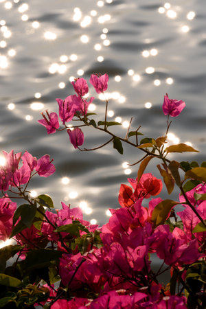 Blooming bougainvillea by the lakeside and sparkling light spots on the water surface. Spring scenery by the lake in China.の写真素材