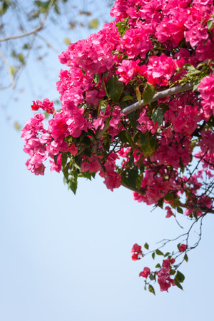 Pink bougainvillea blooms in spring. Nyctaginaceae.の写真素材