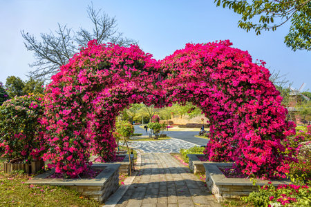 The beautiful spring scenery of the Bougainvillea Garden in Dongguan Botanical Garden, China. The heart-shaped bougainvillea flower corridor.の写真素材