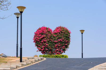 The heart-shaped bougainvillea flower tree. The beautiful spring scenery of the Bougainvillea Garden in Dongguan Botanical Garden, China.の写真素材