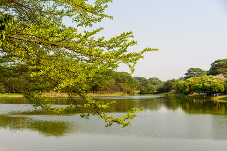 The trees by the lake grow new tender green leaves in spring.の写真素材