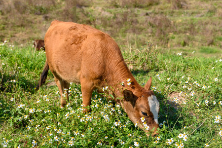 A young cattle is eating grass in a rural area of Guangdong, China in spring.の写真素材