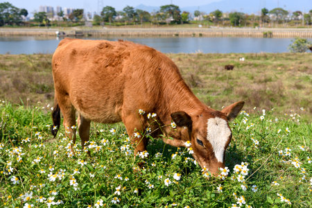 A young cattle is eating grass in a rural area of Guangdong, China in spring.の写真素材
