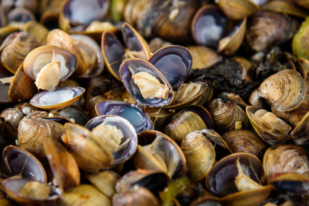 Steamed yellow sand clams, a Cantonese dish. A local specialty of Muzhou Town, Xinhui District, Guangdong Province, China.の写真素材