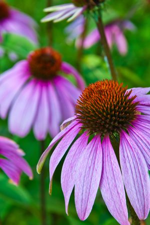 echinacea cone flower in wild field in NY state.の写真素材