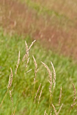 Hay filed in upstae New Yorkの写真素材