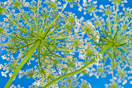 wild flower of queens lace and blue sky
