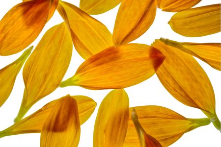 Yellow Floral Petal Macro ligkt from underneathの写真素材