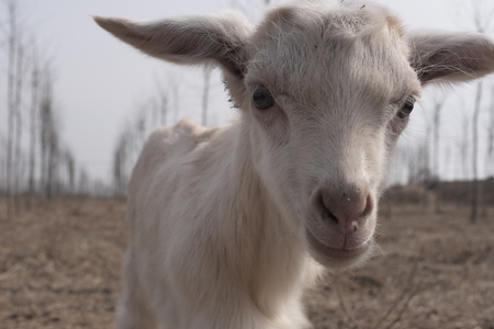 A little lamb looking into the cameraの写真素材