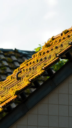 Moss and algae grow on a traditional roof under sunlight in a rural settingの素材