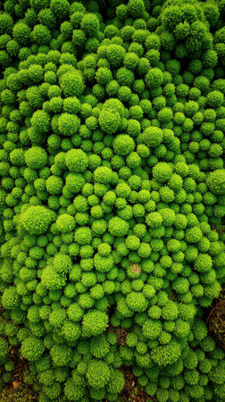 Lush green moss blankets the forest floor, creating a vibrant natural tapestry in a serene woodland settingの素材