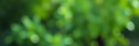 Blurred green foliage captures the essence of nature in a serene outdoor environment during daylight hoursの素材