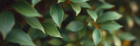 Lush green leaves creating a vibrant natural backdrop in a serene outdoor settingの素材