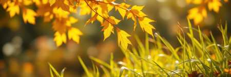 Vibrant autumn leaves illuminated by sunlight over lush green grass in a serene outdoor settingの素材