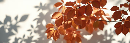 Bright autumn leaves casting shadows on a light wall in a serene outdoor setting during middayの素材