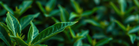Close-up of vibrant green leaves in a lush garden highlighting intricate textures and natural beauty during daytimeの素材