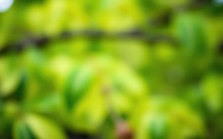 Lush green foliage capturing natural light on a warm afternoon in a vibrant forest settingの素材