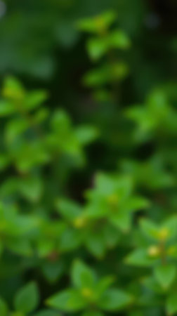 Vibrant greenery showcasing a thriving garden full of lush plants and diverse foliage during a sunny afternoonの素材