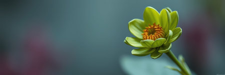 Bright green flower blooms against a soft blurred background in a serene natural settingの素材