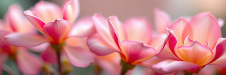 Beautiful pink roses bloom in a serene garden during springtime, showcasing their delicate petals and vibrant colorsの素材