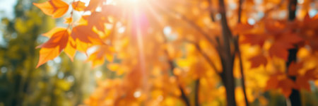 Vibrant autumn leaves shimmering in sunlight during a peaceful forest walkの素材