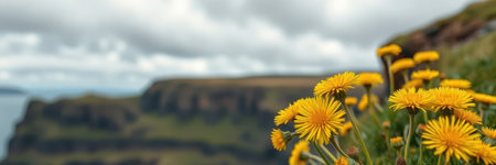 Bright yellow wildflowers bloom on a coastal cliff under a cloudy sky near the oceanの素材