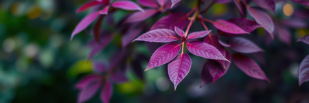 Vibrant purple leaves showcasing the beauty of nature in a lush garden during autumnの素材