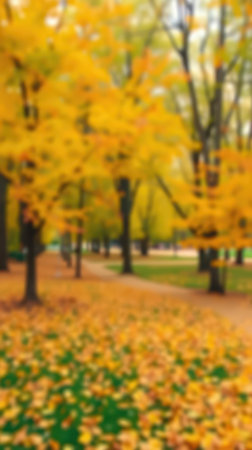 Vibrant fall foliage colors the park pathways with golden hues and fallen leaves during autumn daysの素材