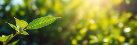 Sunlight filtering through green leaves in a serene garden during the morning hoursの素材