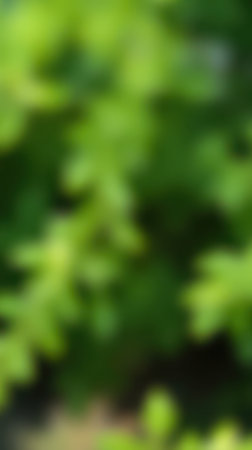 Lush greenery fills the park during a sunny afternoon, creating a serene atmosphere for visitors to enjoy natureの素材