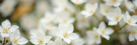 Delicate white flowers bloom in the lush garden during a sunny spring afternoon highlighting natures beautyの素材