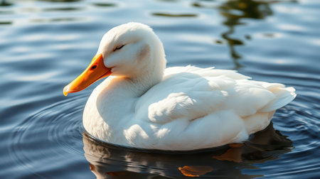 White duck swimming calmly in a serene pond during daylight hoursの素材