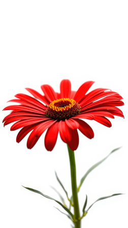 A single red daisy with a yellow center is in full bloomの素材