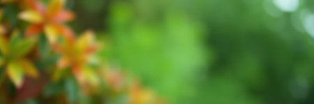 Colorful autumn leaves create a beautiful backdrop in a lush green garden during early morning lightの素材