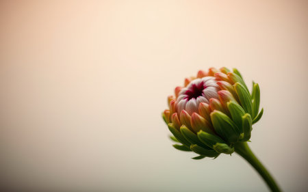 Delicate flower bud emerging against a soft backdrop during early morning lightの素材