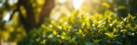 Green foliage glistens in the warm sunlight during a serene morning in a lush gardenの素材