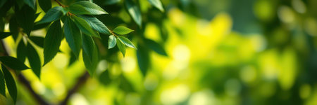 Lush green leaves glistening in sunlight during a serene afternoon in a vibrant forest settingの素材