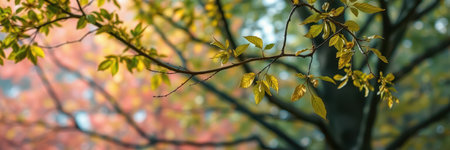 Bright green leaves shimmer in the gentle autumn light among vibrant trees in a peaceful natural settingの素材