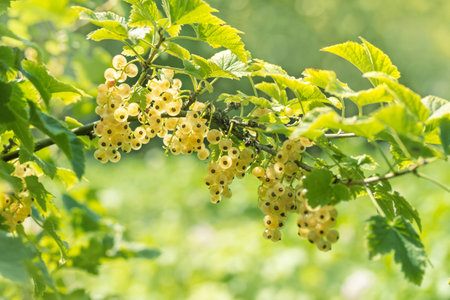 Arch from a branch of white currant in the garden. Close up, selective focus. Blurred nature...