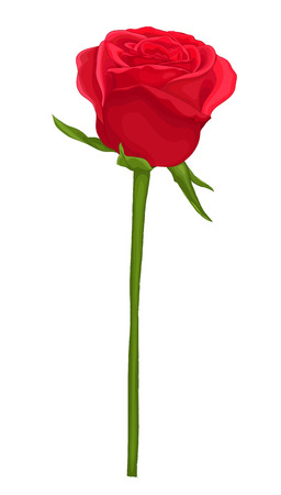 beautiful red rose with long stem isolated on whiteのイラスト素材