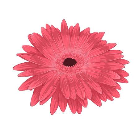 Beautiful pink gerbera isolated on white backgroundのイラスト素材