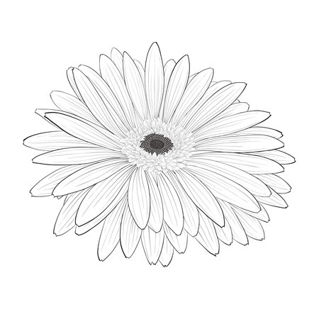 beautiful monochrome, black and white gerbera flower isolated. Hand-drawn contour lines and strokes.のイラスト素材