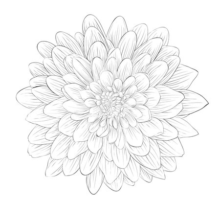 Dahlia Flower Royalty Free Stock Illustrations And Vectors Stocklib