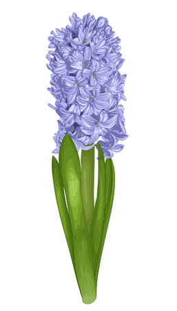 beautiful purple hyacinth isolated on white background.のイラスト素材